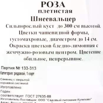 Роза плетистая «Шнеевальцер» С4