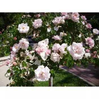 Роза плетистая Шваненси 19 h55 см