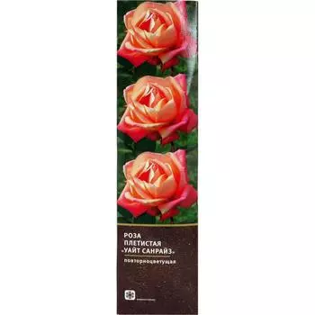 Роза плетистая «Уайт Санрайз» в тубе