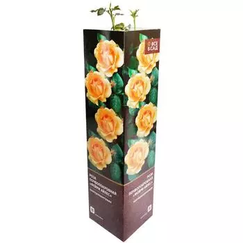 Роза почвопокровная «Фейри Айлес» в тубе