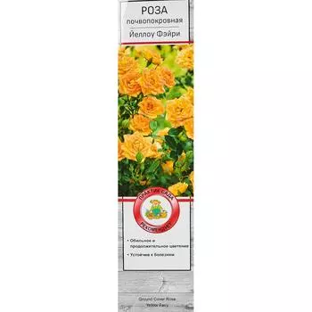 Роза почвопокровная Йеллоу Фэйри