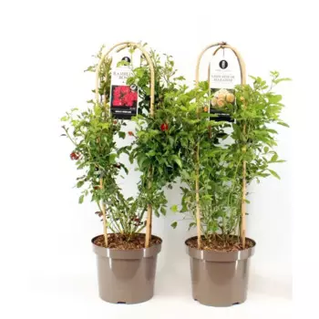 Роза Рамблер 26 h70 см