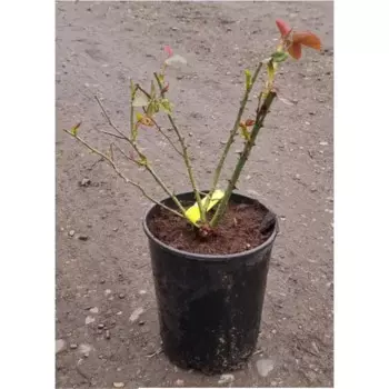 Роза садовая 19 h30 - 50 см