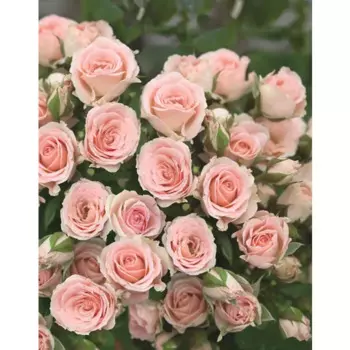 Роза спрей Лидия h70 см