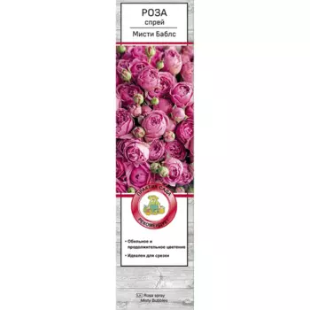 Роза спрей Мисти Баблс h70 см