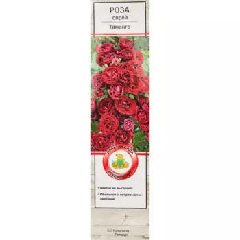 Роза спрей Таманго 5 h35 см