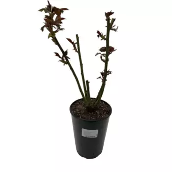 Роза Срезочная 16 h65 см