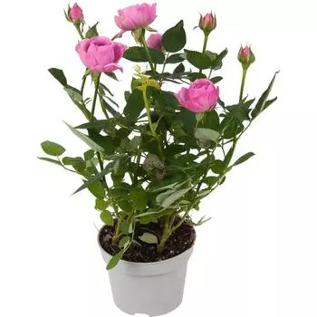 Роза Стар Розес 10.5x25-28 см