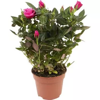 Роза Стар Розес 10x25 см