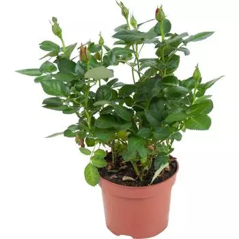 Роза Стар Розес микс 12x30 см