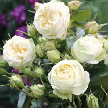 Роза Тантау спрей миниатюрная h70 см