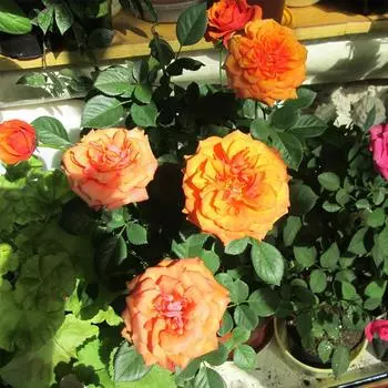 Роза террасная, d11/h25