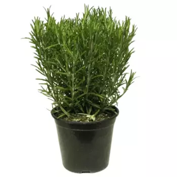 Розмарин кустовой обыкновенный 14.5 h45 - 50 см
