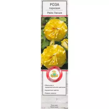 Розы парковые «Рейн Лючия»