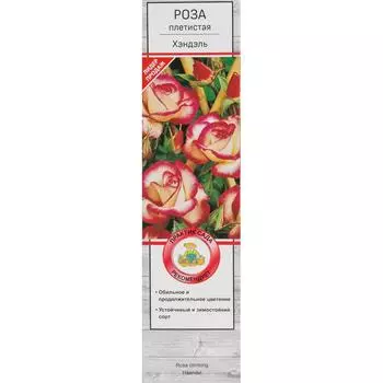 Розы плетистые «Хэндэль»