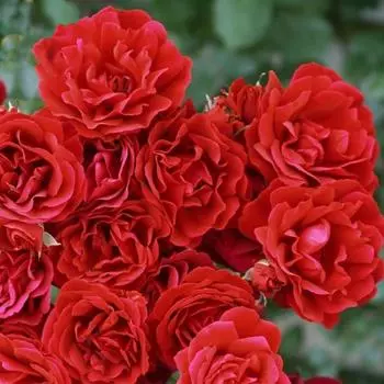 Розы плетистые «Симпати»