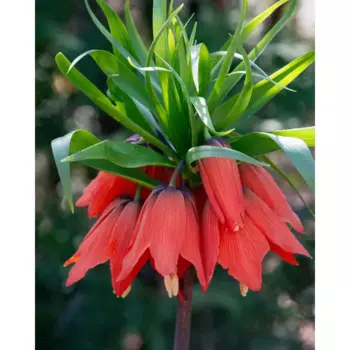 Рябчик императорская Рубра Максима 20/24