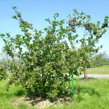 Рябина Арония черноокая h40 см