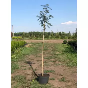 Рябина обыкновенная 36 h200 - 250 см