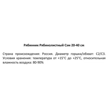 Рябинник Рябинолистный Сэм 19 h20-40 см
