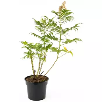Рябинник рябинолистный Sem 19 h30-45 см