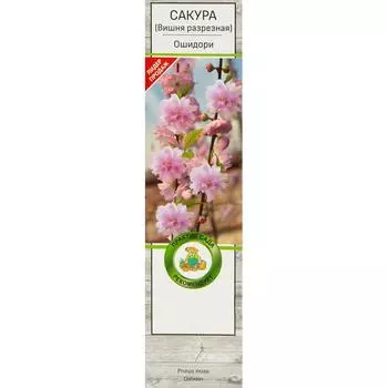 Сакура Ошидори в тубе Поиск Инвест