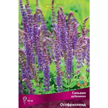Сальвия дубравная Остфрисланд