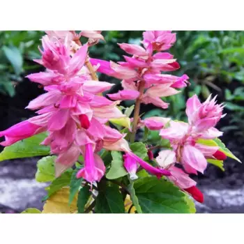 Сальвия Сверкающая лира 14 h10 - 20 см