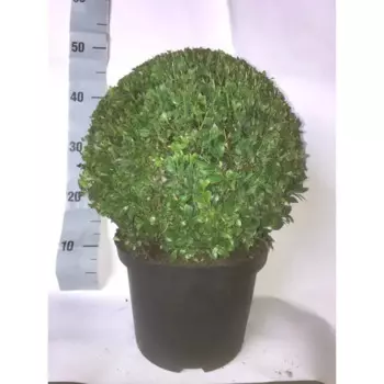 Самшит шаровидный 23 h48 см