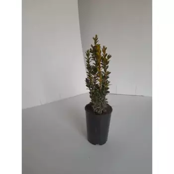 Самшит Вечнозеленый 15 h25 см