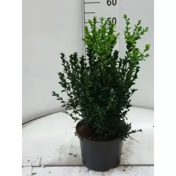 Самшит вечнозеленый куст 23 h50 см