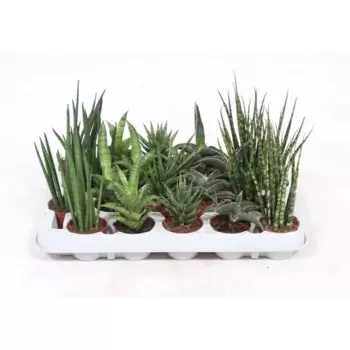 Сансивиерия 6 h10 см