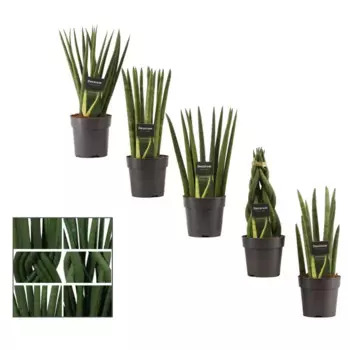 Сансивиерия Цилиндр микс 12 h30 см