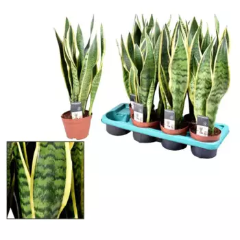 Сансивиерия микс 14 h50 см