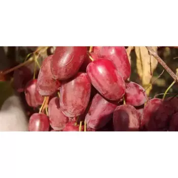 Саженец Актинидия Кенс Ред С2 h40-45 см