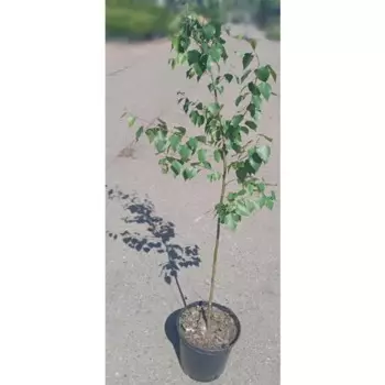 Саженец Береза повислая 30 h150 см