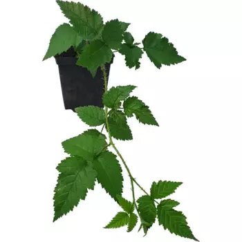 Саженец Ежевика Карака блэк 9 h30 см