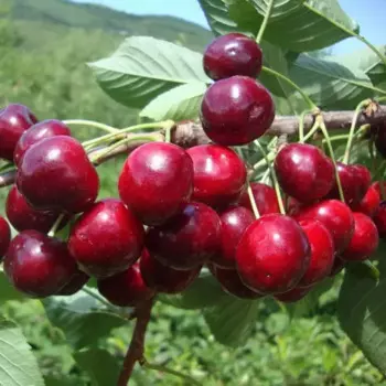 Саженец плодового дерева Черешня Гронковая 22 h100 см