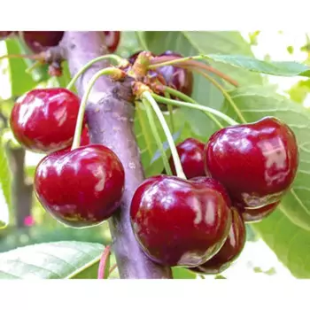 Саженец плодового дерева Черешня Подарок Орлу 22 h100 см