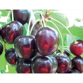 Саженец плодового дерева Черешня Речица 22 h100 см