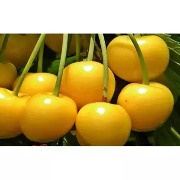 Саженец плодового дерева Черешня Рондо 22 h100 см