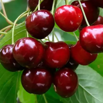 Саженец плодового дерева Черешня Витязь 22 h100 см