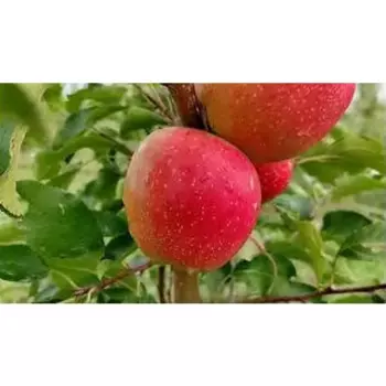 Саженец плодового дерева Яблоня Айдаред 19 h100 см