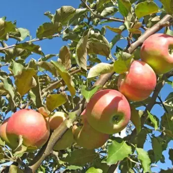 Саженец плодового дерева Яблоня Ветеран 19 h100 см