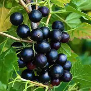 Саженец плодового кустарника Смородина черная Дачница 13 h20 см