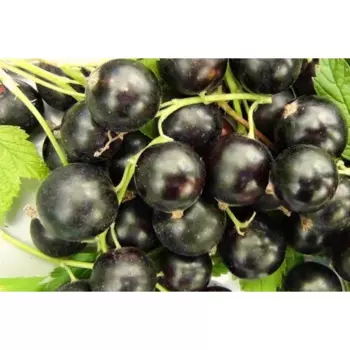 Саженец плодового кустарника Смородина черная Ядреная 13 h20 см