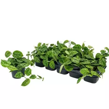 Сциндаптус 12 h20 см