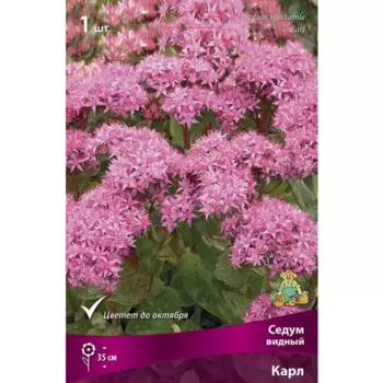 Седум видный Карл
