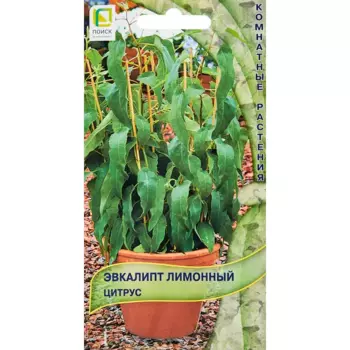 Семена цветов Поиск эвкалипт Лимонный цитрус 5 шт.