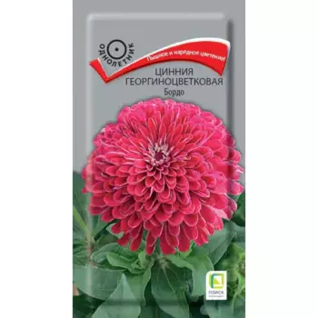 Семена цветов Поиск цинния георгиноцветковая Бордо
